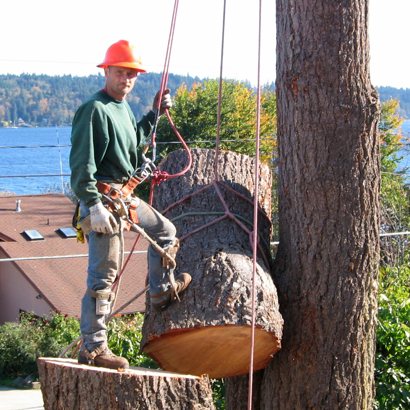 How to choose a Tree Company in Hennepin County MN - Picture Perfect Tree  and Landscaping